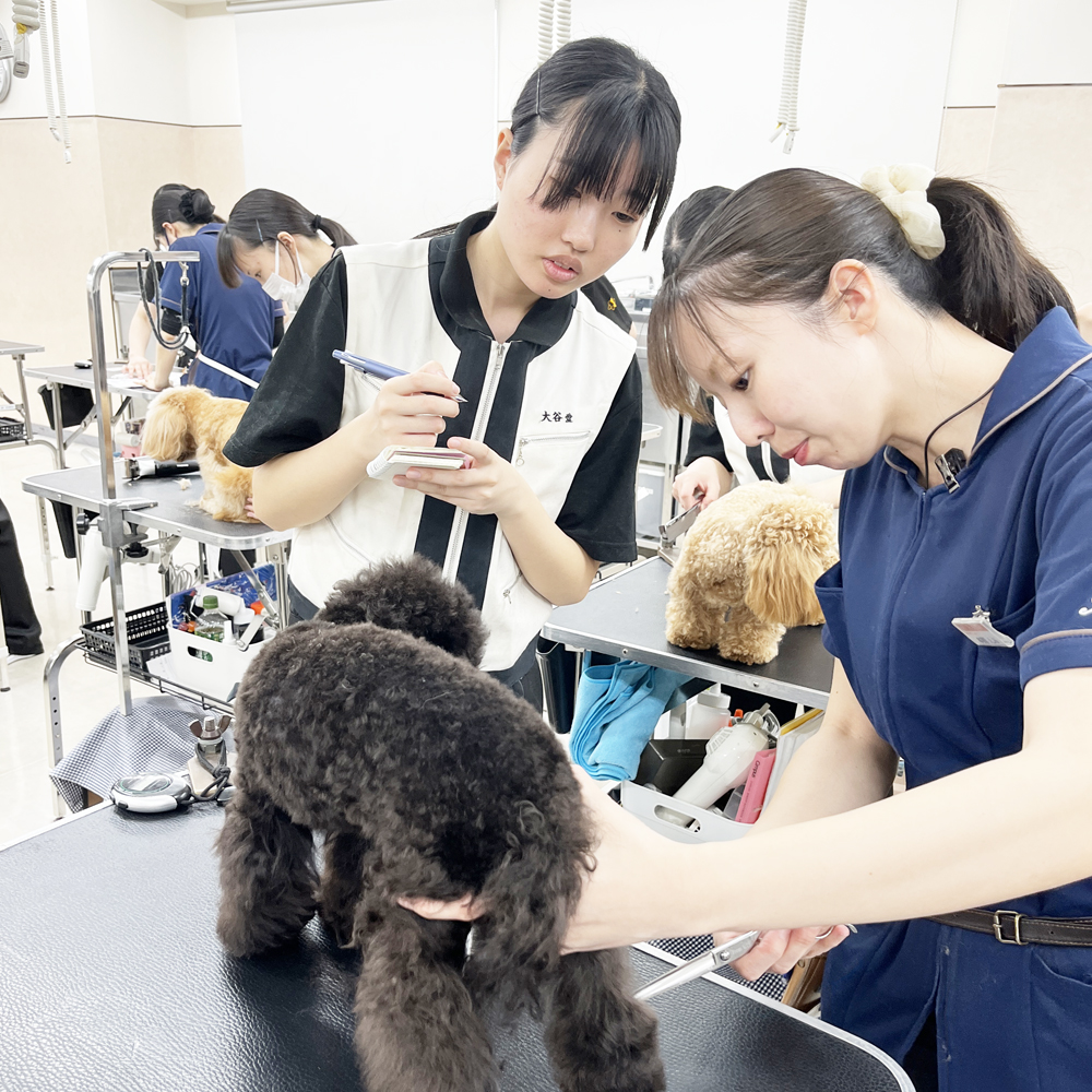 お客様の愛犬をトリミング！②